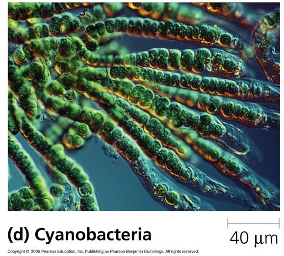 Most of the autotrophic producers we are familiar with are photoautotrpohs Prokaryotic blue-green algae - cyanobacteria Each of these organisms accomplishes photosynthesis in a similar fashion, but