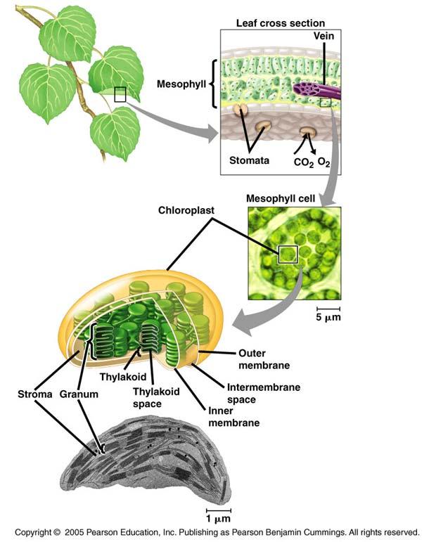 Form: Leaf anatomy Epidermis Vein Guard cells Stoma Mesophyll Chloroplast