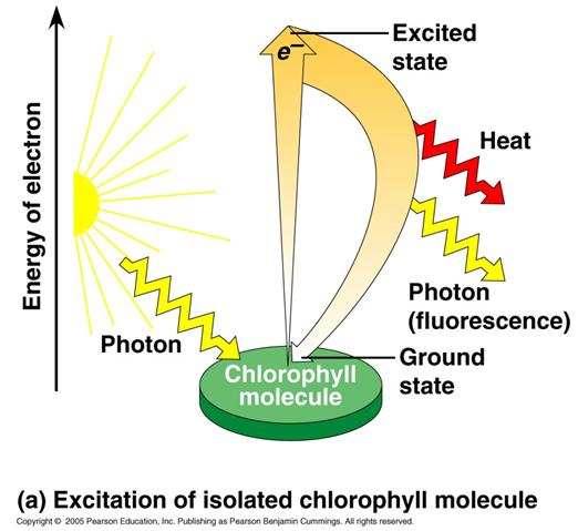 When molecules like chlorophyll absorb photons of light, they absorb energy They become excited!