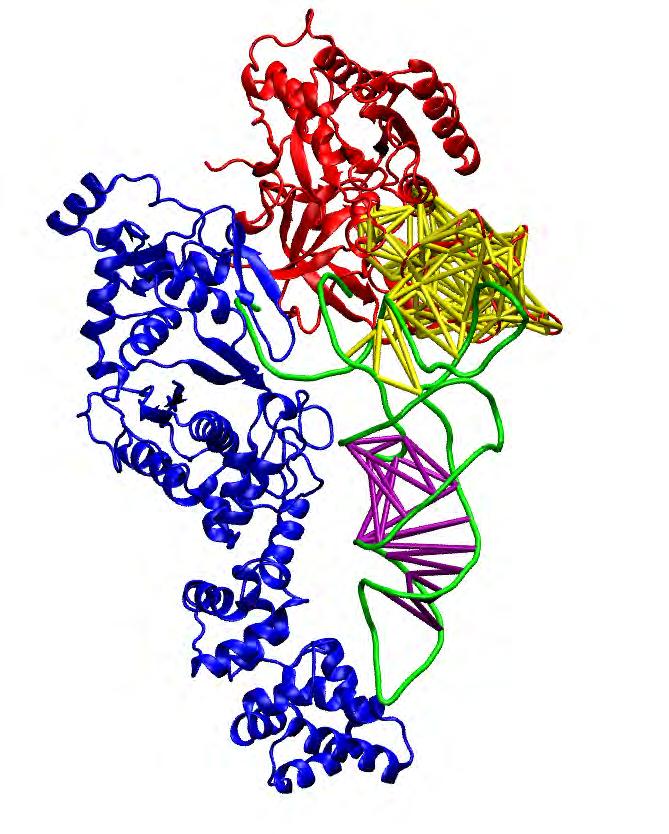 Change in Protein:RNA