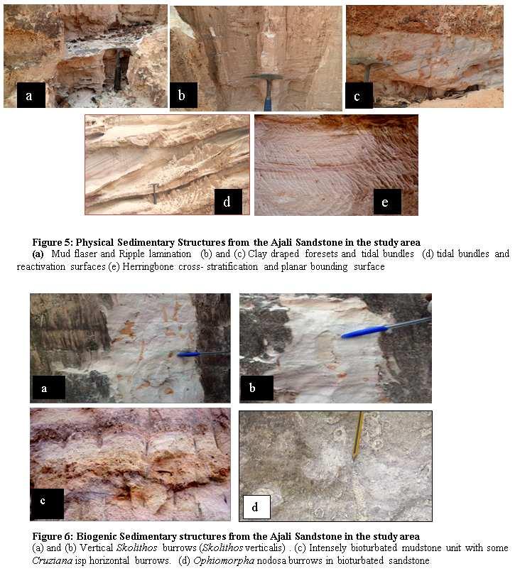Table 2: Classification of sedimentary structures from the Ajali Sandstone Physical Chemical Biogenic Primary Parallel lamination, Ripple lamination, Herringbone cross Ophiomorpha isp. Skolithos isp.