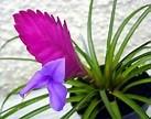 Rainforest Flora, Inc. offers the greatest variety, the largest number, and the highest quality of Tillandsia Air Plants in North America and the World.