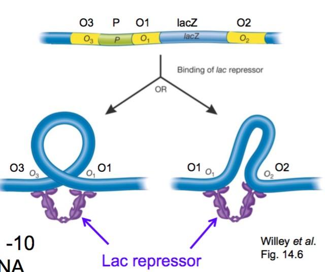 Negative regulation of the Lac Operon - When there is NO lactose in the surroundings, the enzymes are not needed and are switched OFF - When the inducer lactose IS present, the enzymes are needed and