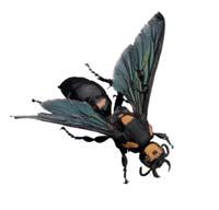 Activity 4-4 Beneficial Insects Matching Game Activity Cut out the pictures and