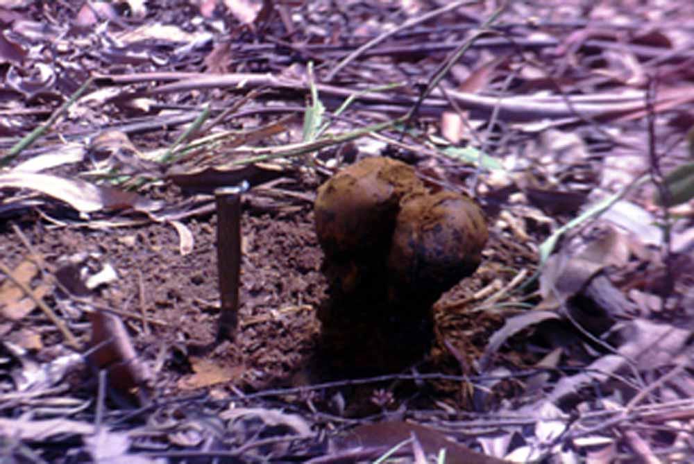 AM fungi also produce spores outside the root (Figure 2).