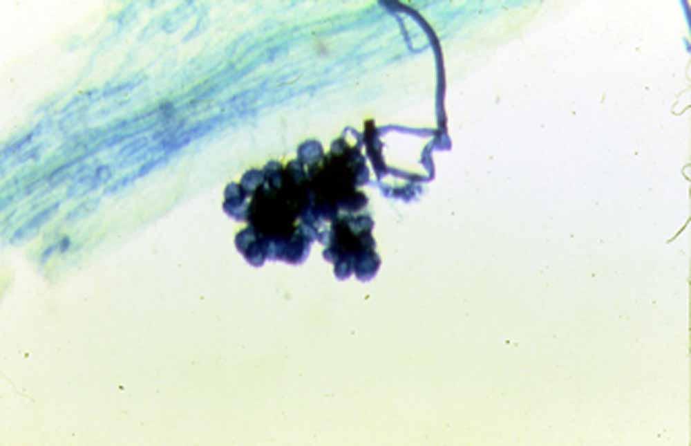 spores connected to internal cortex structures. For some plant species, the association with mycorrhizal fungi is indispensable.