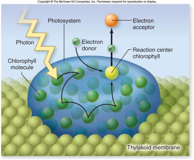 Photosystem Organization At the reaction center, the energy from the antenna complex is transferred to chlorophyll a.