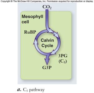Photorespiration C4 plants -use PEP