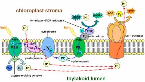 6. P680 and P700 are found on thylakoid membrane and are surrounded by other pigments (to absorb energy from more wavelengths of light) -groups of P and pigments a.