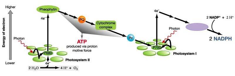2. noncyclic phosphorylation -continues e - on to ETC 6.