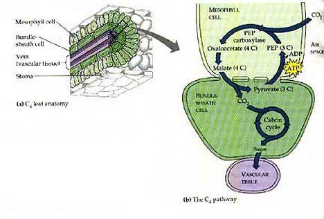 -spaces in cell walls that link cytoplasm of 2 adjacent plant cells -mesophyll to bundle sheath f.