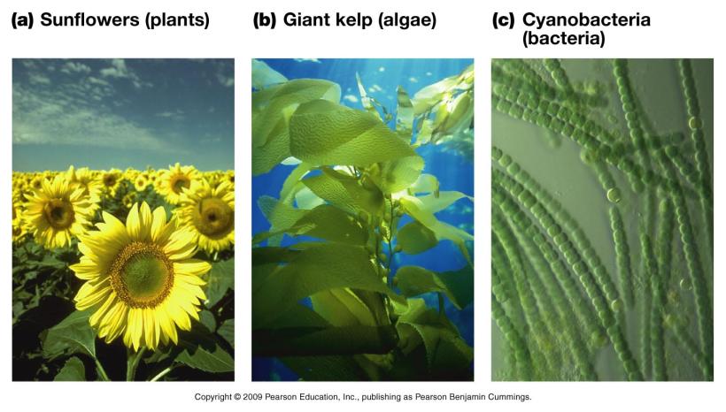 Three Types of Photosynthesizers Domain: Eukaryota Kingdom: Plantae Domain: Eukaryota Domain: Prokaryota Kingdom: Protista