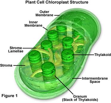 place Light captured here Exist in great abundance in the mesophyll cells of plant leaves Double membrane bound like