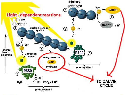The Calvin Cycle G3P Glyceraldehyde 3-phosphate High-energy sugar The result of the Calvin cycle Final product of photosynthesis Can be used for energy or plant structure The Calvin Cycle Input 3 CO