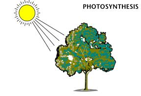 PHOTOSYNTHESIS: AN OVERVIEW THE PROCESS THAT CAPTURES LIGHT ENERGY AND USES IT TO MAKE CARBOHYDRATES (GLUCOSE).