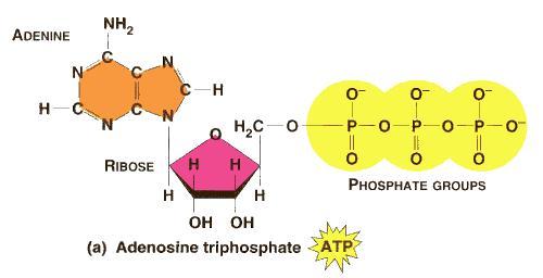 ATP (ADENOSINE TRIPHOSPHATE) The main energy storage compound for living things.