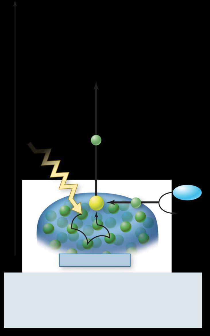 3. A pair of chlorophylls in the reaction center absorb two photons.