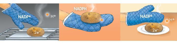High-Energy Electrons (R-Track) NADP + (nicotinamide adenine dinucleotide phosphate) is a carrier molecule.