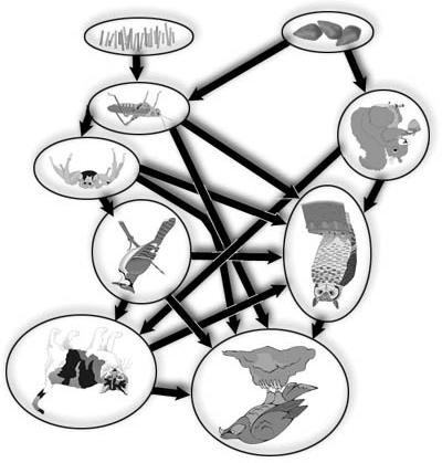 which food is transferred from trophic level to trophic level in an ecosystem Food web the feeding