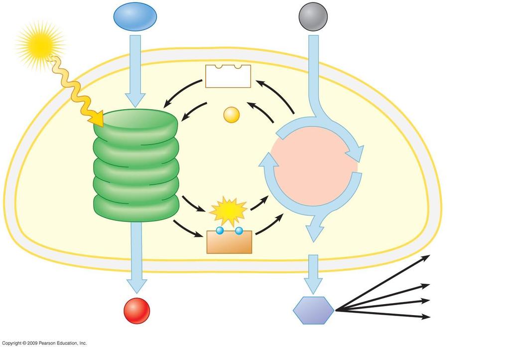Light H 2 O Chloroplast CO 2 NADP + ADP + P Thylakoid membranes Photosystem II Electron transport chains Photosystem I ATP RuBP CALVIN