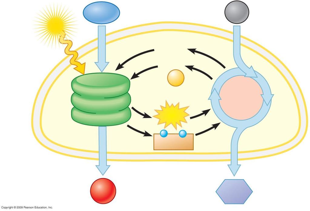 Light H 2 O Chloroplast CO 2 Thylakoid membranes NADP +