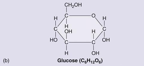 Carbohydrates CARBOHYDRATES - CHO Monosaccharides: simple sugars (glucose, sucrose,