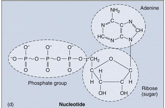 NUCLEOTIDES / NUCLEIC ACIDS - CHONP Nucleotides are monomers that combine to create nucleic acids - Made of a sugar, a phosphate group and a nitrogen containing base - Form long chains