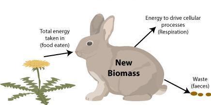 ECOSYSTEM PRODUCTIVITY PRODUCTIVITY - the amount of biomass produced in a given area in a given period of time.