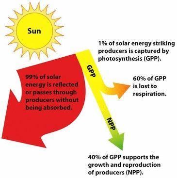 ECOSYSTEM PRODUCTIVITY GROSS PRIMARY PRODUCTIVITY (GPP) measure of the total amount of solar energy captured by producers during