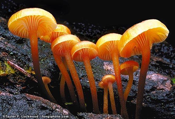 Mutualism: Internal mycorrhizae Club fungi (Basidiomycota) 25,000 species