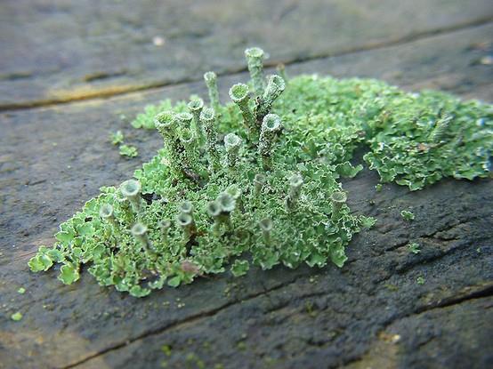 cyanobacteria) Lichen Lichen The
