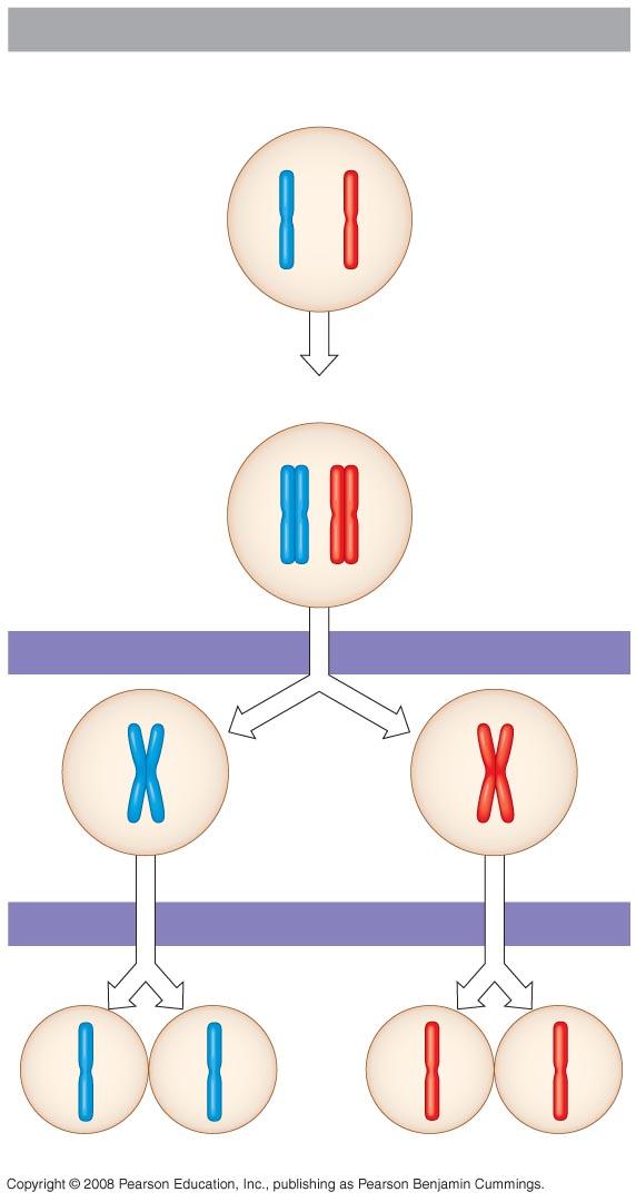 Fig. 13-7-3 Interphase Homologous pair of chromosomes in diploid parent cell Chromosomes replicate Homologous pair of replicated chromosomes Sister chromatids Diploid cell with