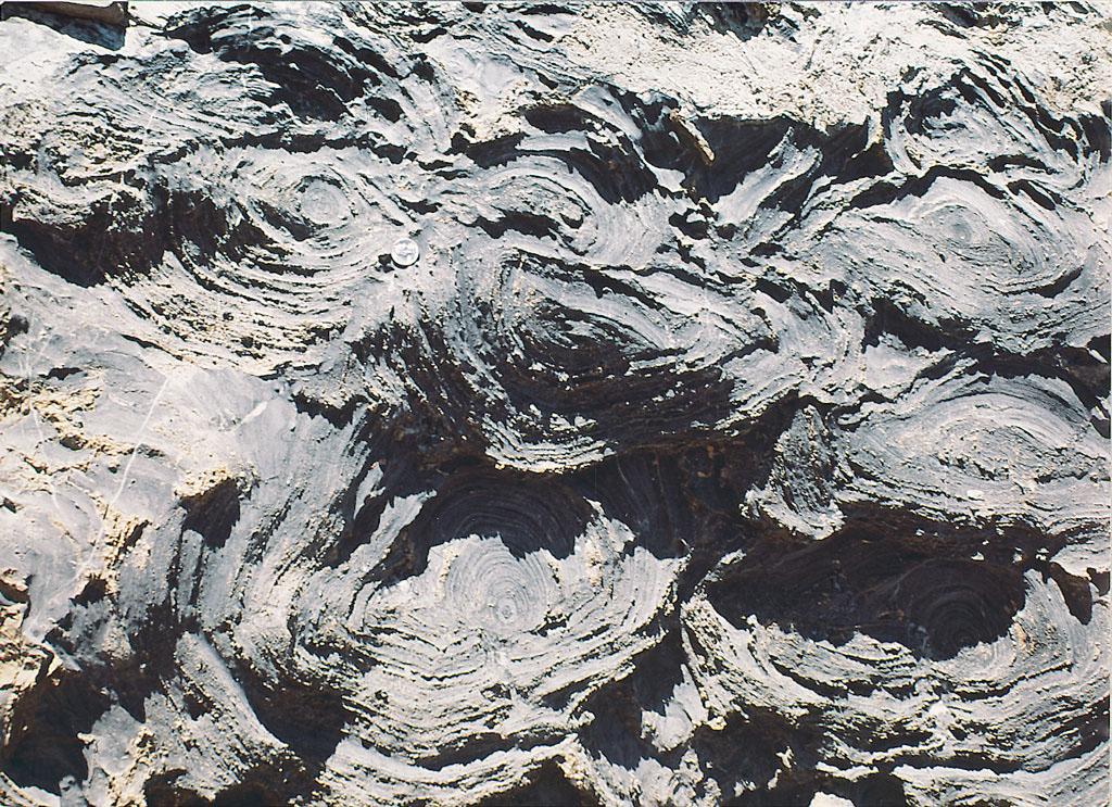 Fossil Stromatolites
