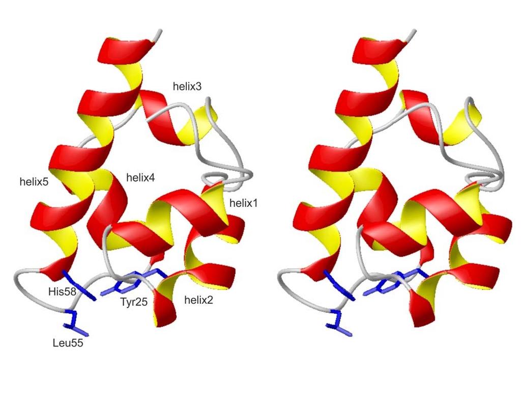 General aspects of NMR-spectroscopy 10/102 Determination of 3D structures of proteins Using NMR 3D structures of proteins can be determined either in solution