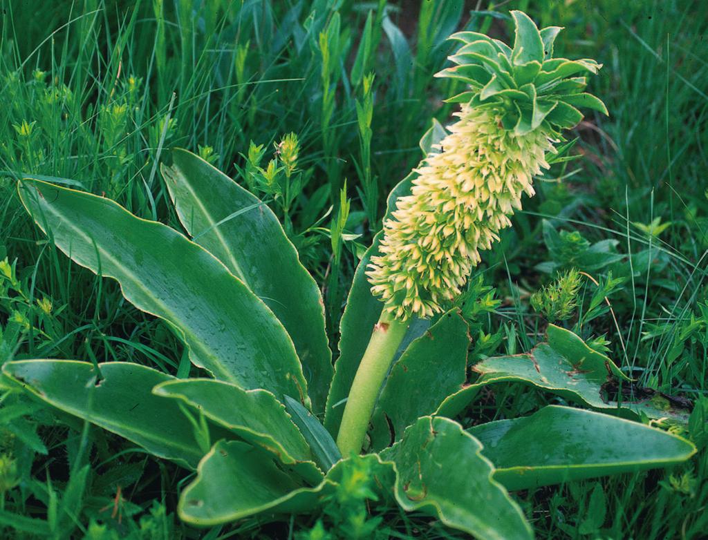 An adaptation of Reyneke s key to the genus Eucomis Neil R. Crouch Ethnobotany Unit, South African National Biodiversity Institute, P.O.