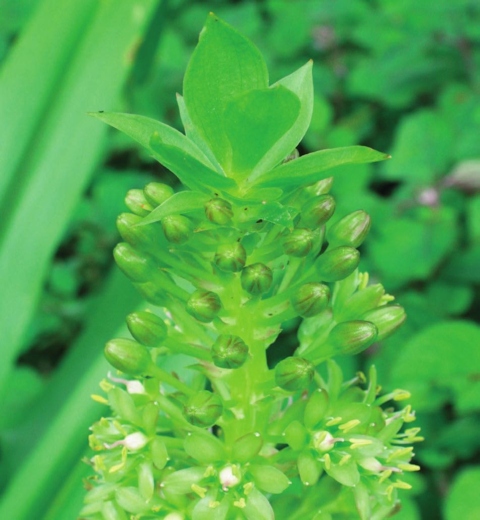 With all Eucomis species the flowers turn a greener hue as they age, so try to find a flower that is fully mature but not yet gone right over.