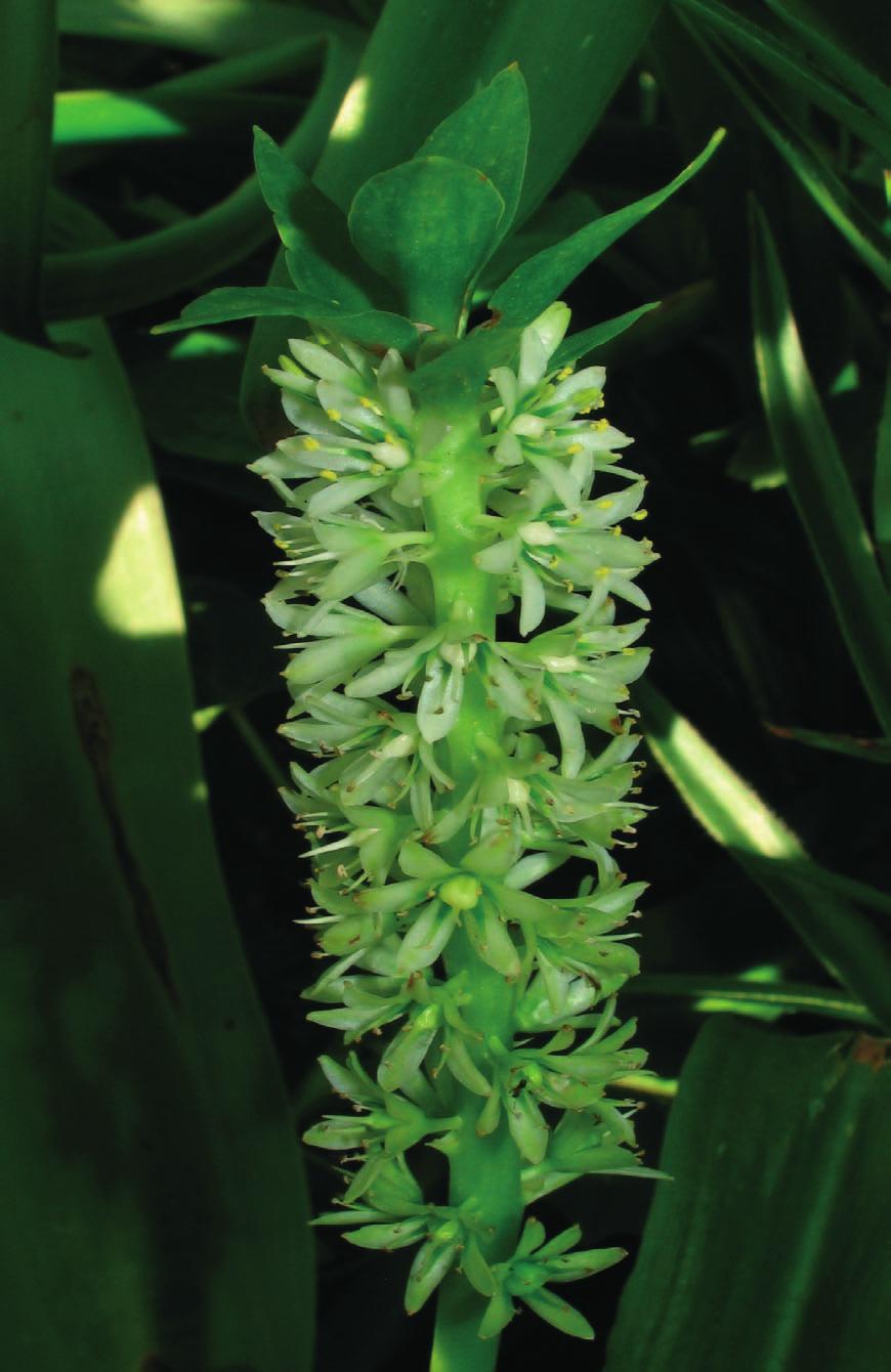 and cultivated situations the species of Eucomis evidently