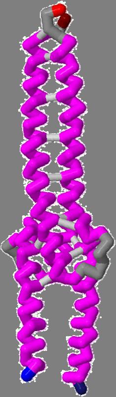 3. Mdel has 4 alpha helices accrding t Jml selectin criteria; 2 helices n each chain (1 pt per helix fr a ttal f 4 pints) T receive these pints, there shuld be 4 helices within the mdel.