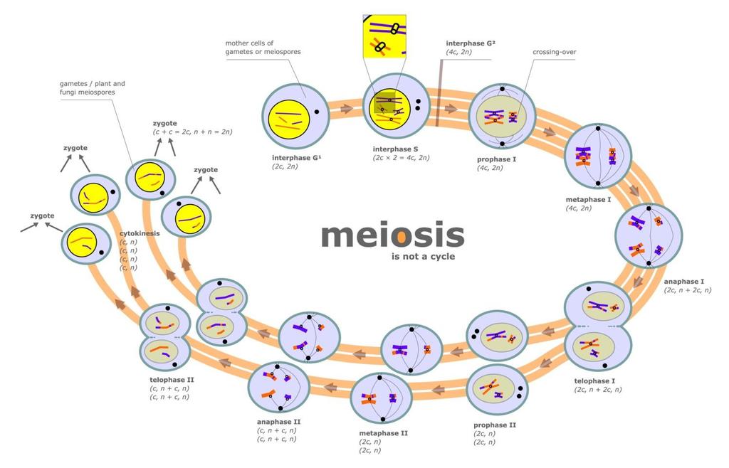 Meiosis Just prior to meiosis I, the cell undergoes a round of chromosome replication during interphase (S