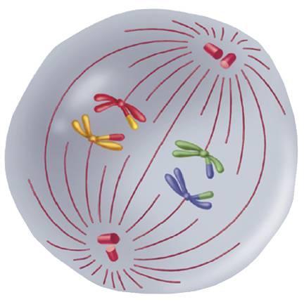 Metaphase I Spindle fibers attach to the chromosomes.