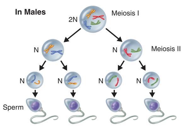In male animals, meiosis results in