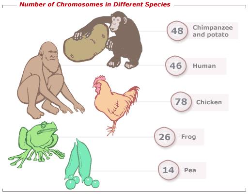 located on chromosomes o genes