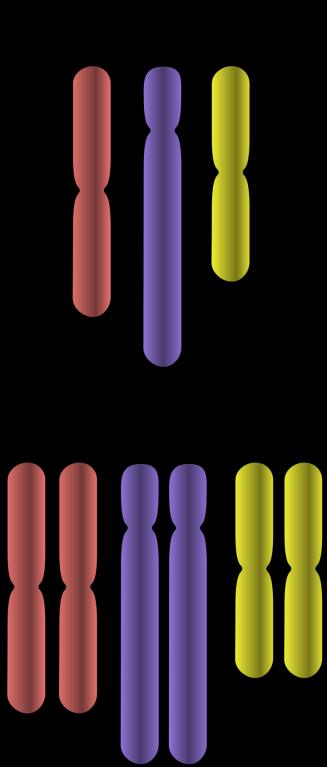 Chromosome Number The gametes of sexually reproducing organisms contain only a single