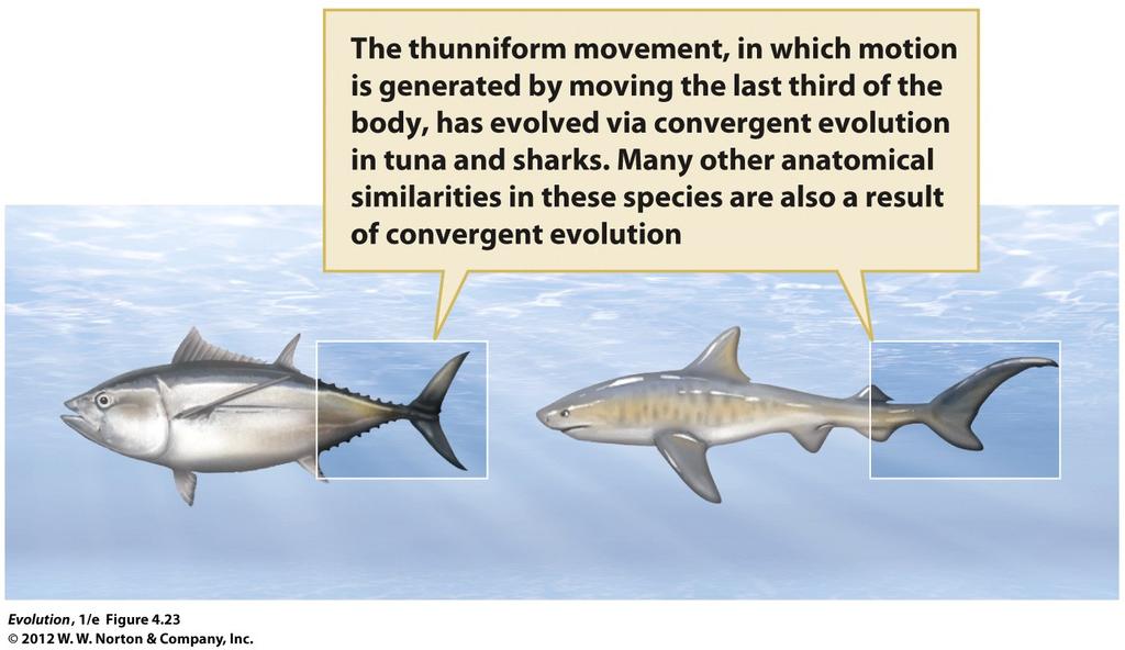 Convergence can be misleading when constructing phylogenies Sharks and bony fishes diverged over 400Mya Similar