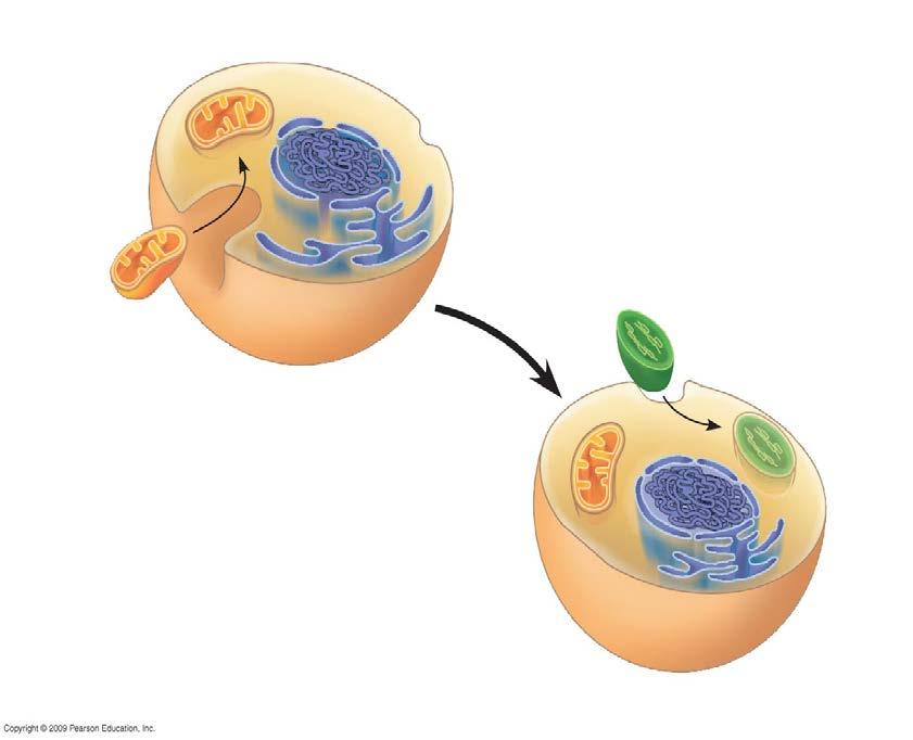 Ancestral eukaryotic cells two or more prokaryotic cells in a state of endo-symbiosis: animal cell- 2 different prokaryotes plant cell- 3 different