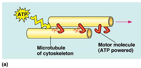 Components of the cytoskeleton