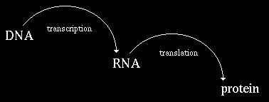 The Flow of Genetic Information: The Central Dogma of Molecular Biology The sequence of bases in DNA determines the sequence of amino acids in proteins - DNA