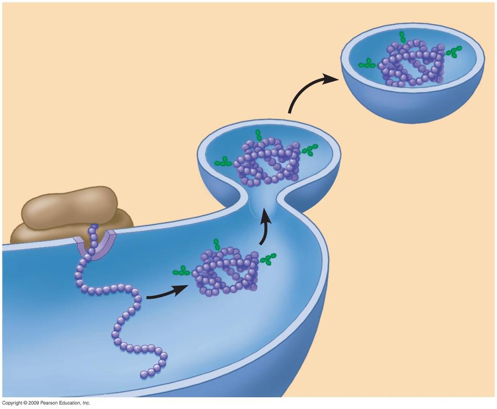 Transport vesicle buds off 4 Ribosome Secretory protein inside