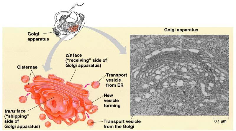 The Golgi Apparatus Finishing, sorting, and shipping cell products Transport vesicles from the ER