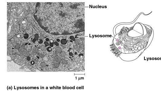 Lysosomes Digestive compartment within the cells.